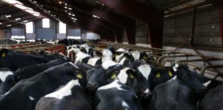 Dairy cattle