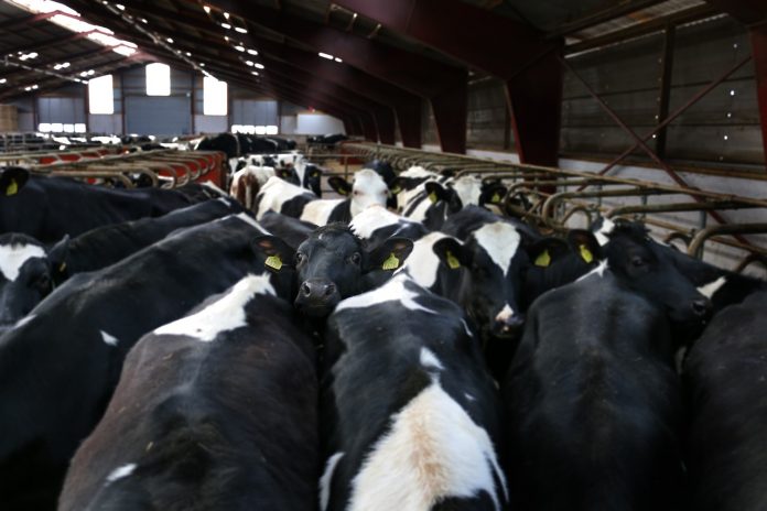 Dairy cattle Dairy cattle