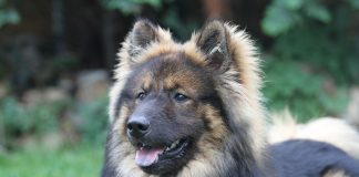 Fluffy dog