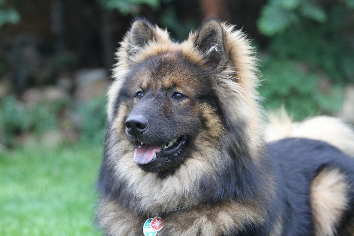 Fluffy dog Fluffy dog