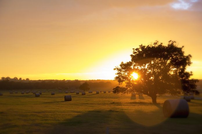 Bales of hay in a field. Bales of hay in a field.