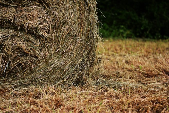 hay bales hay bales
