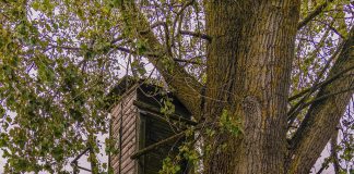tree stand