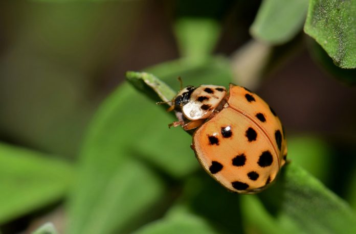 Asian Lady Beetle Asian Lady Beetle