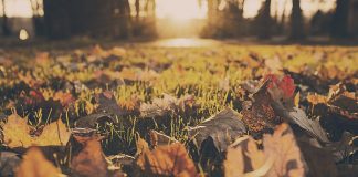 Fall leaves