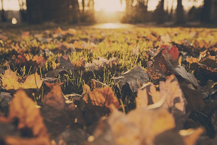 Fall leaves Fall leaves