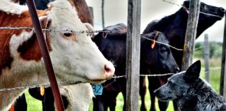 cattle and a dog
