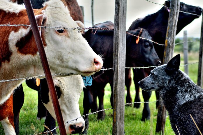 cattle and a dog cattle and a dog