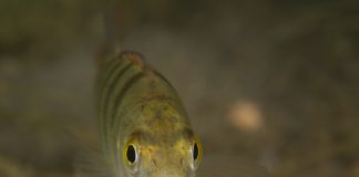 perch
