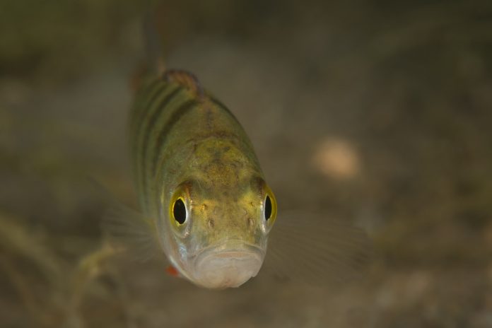perch perch