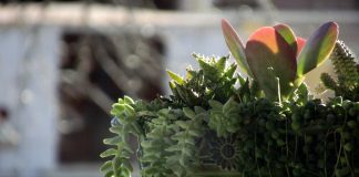 potted cactus