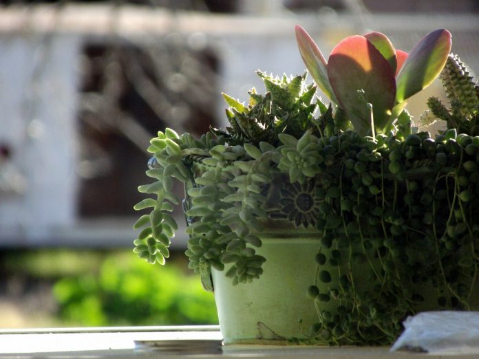potted cactus potted cactus