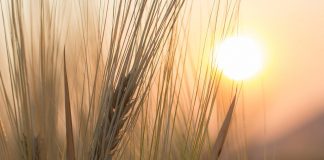 wheat
