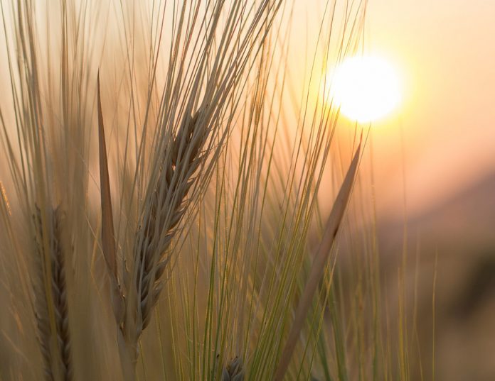 wheat wheat