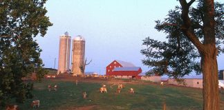 Farm and pasture