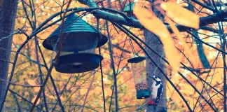 woodpecker