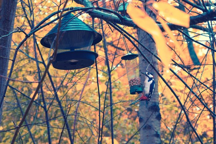 woodpecker woodpecker