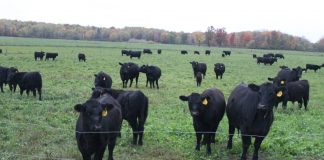 Cattle in a field