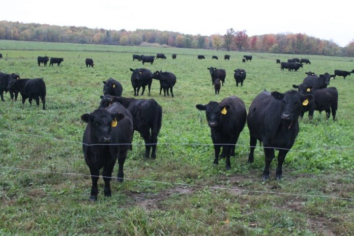 Cattle in a field Cattle in a field