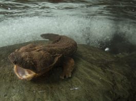Eastern hellbender