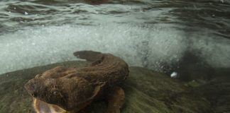Eastern hellbender