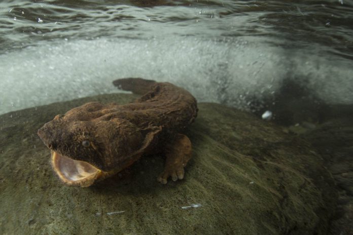 Eastern hellbender Eastern hellbender