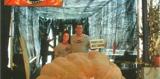 Giant pumpkin