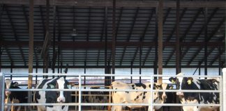 Pine Tree Dairy cows