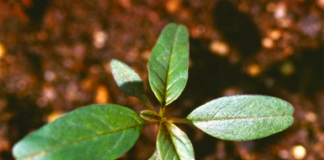 Waterhemp seedling