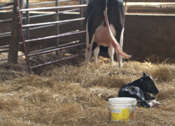 Dairy calf Dairy calf