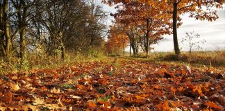 Autumn leaves