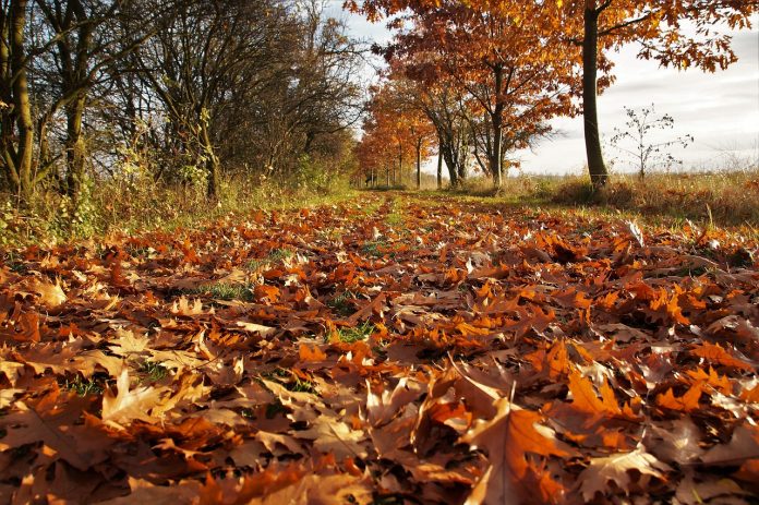 Autumn leaves Autumn leaves