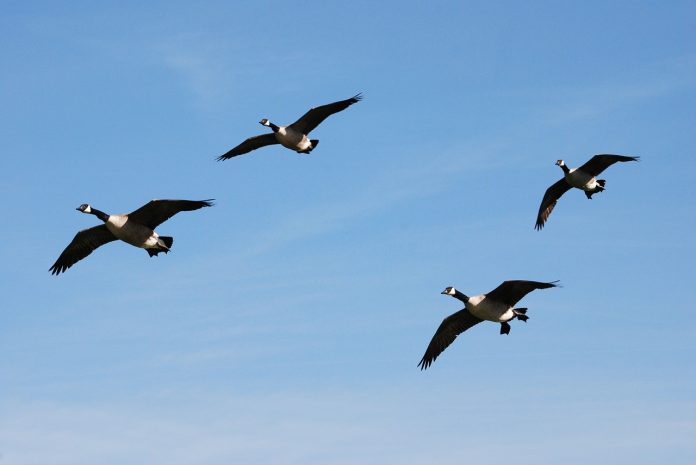 Canada geese Canada geese