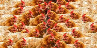 chickens