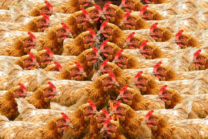 chickens chickens