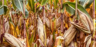 corn