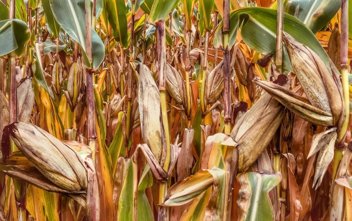 corn corn