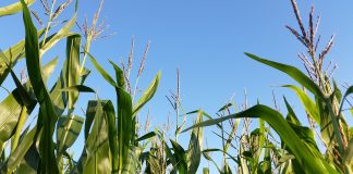 cornfield