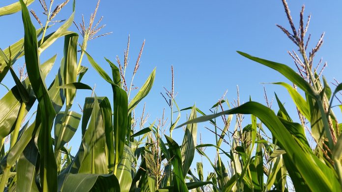 cornfield cornfield