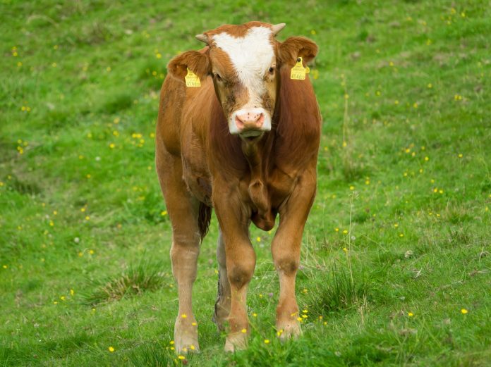 Simmental calf Simmental calf