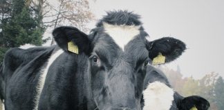 Cattle