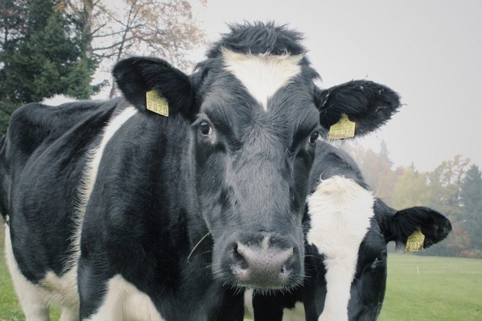 Cattle Cattle