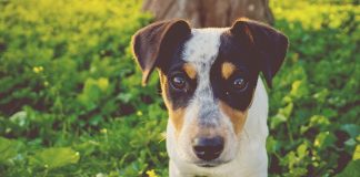 jack russel