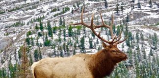 elk