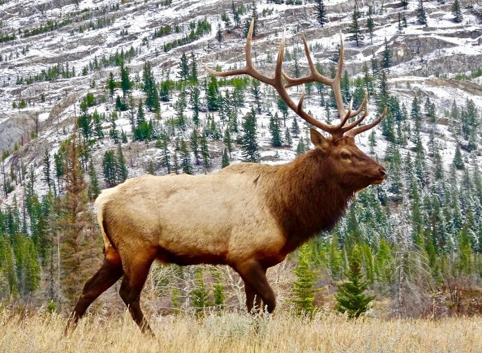 elk elk