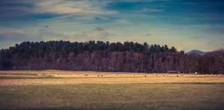 farmland