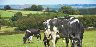 grazing cattle