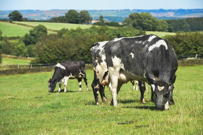 grazing cattle grazing cattle