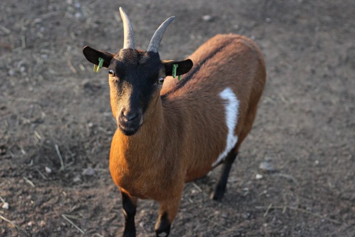 goat goat