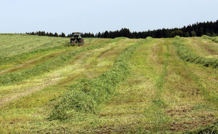 hay field hay field